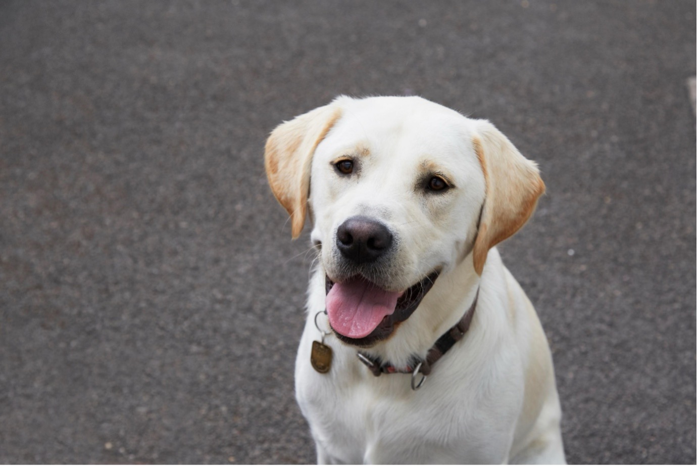 A smiling guide dog